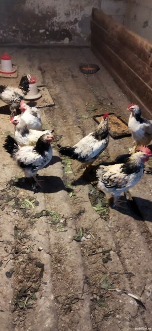 vând puișor  - imagine 3