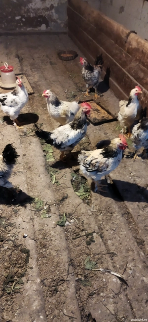 vând puișor  - imagine 2