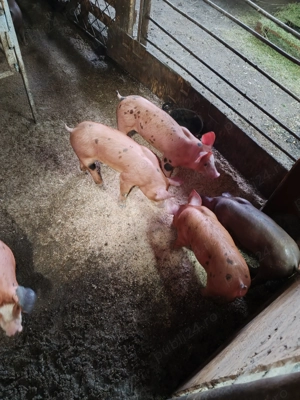 Purcei duroc cu pietrain belgian  - imagine 2