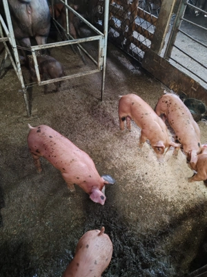 Purcei duroc cu pietrain belgian 