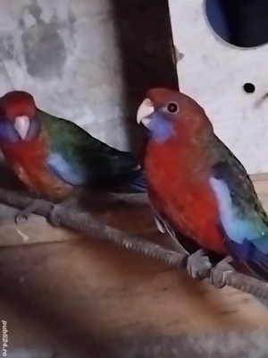 Vând papagali Rosella Penant , pui 2025 - imagine 2
