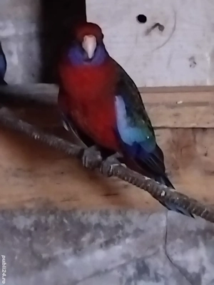 Vând papagali Rosella Penant , pui 2025 - imagine 4