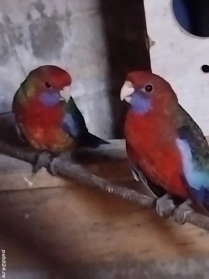 Vând papagali Rosella Penant , pui 2025 - imagine 3