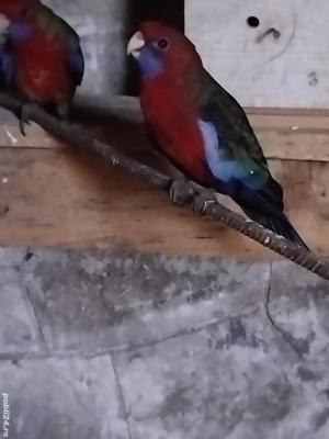 Vând papagali Rosella Penant , pui 2025 - imagine 5