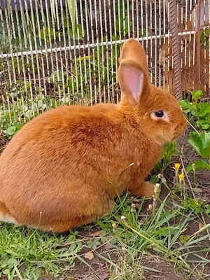 femelă neozeelandez roșu 