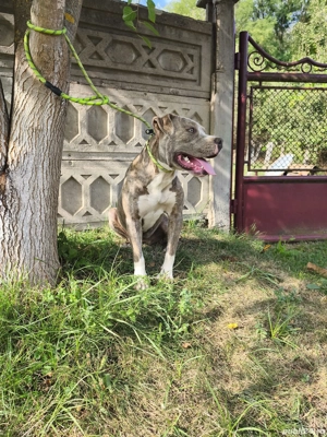 Schimb femelă de american bully standard cu american bully pocket 