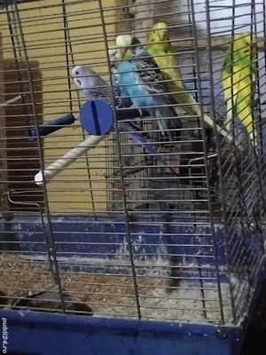 Vand papagali Peruși - imagine 3