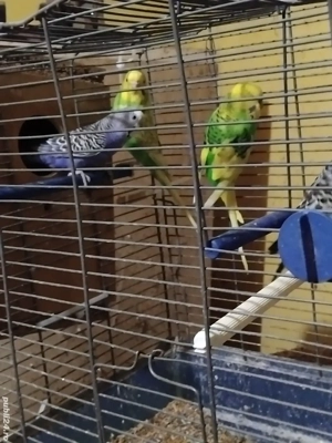 Vand papagali Peruși - imagine 5