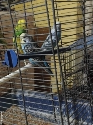 Vand papagali Peruși - imagine 4