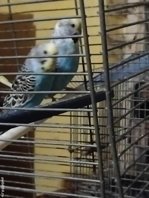 Vand papagali Peruși - imagine 2