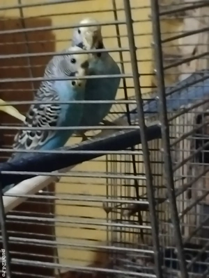 Vand papagali Peruși