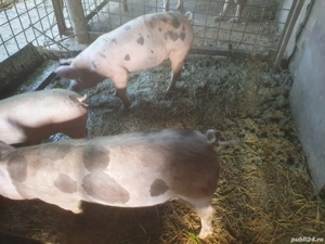 purcei  (negociabil) - au mai ramas 2 bucati