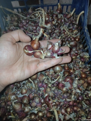 Ceapa egipteana si hasme 