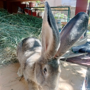 Masculi și Femele Uriaș German 4 luni rasă pură  - imagine 3