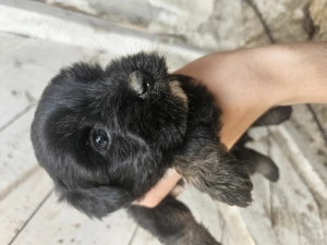 Vând cățeluși    - imagine 4