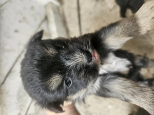 Vând cățeluși    - imagine 3