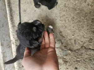 Vând cățeluși    - imagine 5