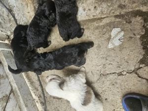 Vând cățeluși    - imagine 2