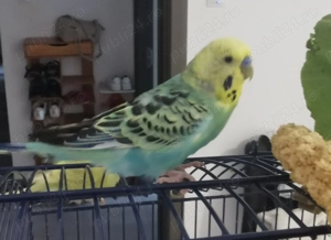 Perusi de vanzare - imagine 2 Perusi de vanzare - imagine 2