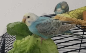 Perusi de vanzare - imagine 3 Perusi de vanzare - imagine 3