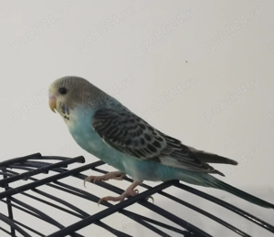 Perusi de vanzare - imagine 4 Perusi de vanzare - imagine 4