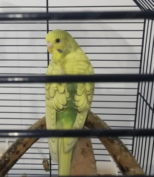 Perusi de vanzare - imagine 5 Perusi de vanzare - imagine 5