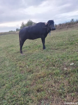 Vând bivoliță  - imagine 2