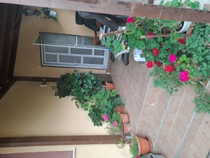 Dau în chirie casa în Marasti - imagine 5
