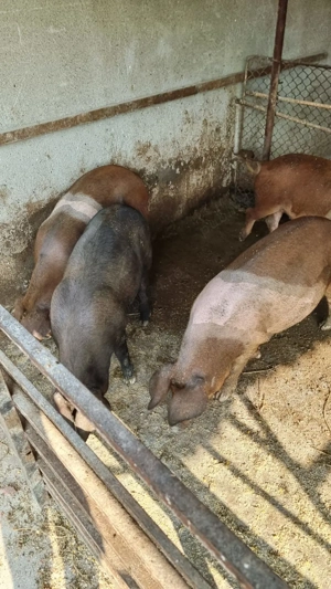 Vând 4buc grăsuni  - imagine 2 Vând 4buc grăsuni  - imagine 2