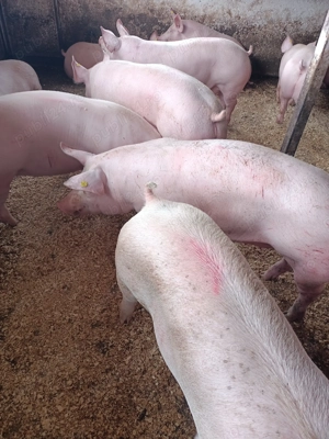 Vând porci de carne  - imagine 2 Vând porci de carne  - imagine 2