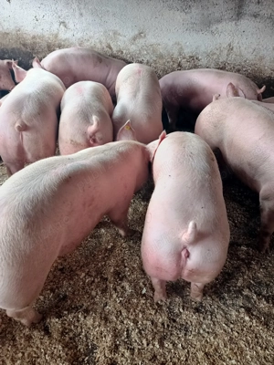 Vând porci de carne