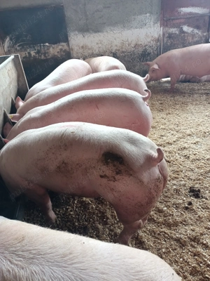 Vând porci de carne  - imagine 2 Vând porci de carne  - imagine 2