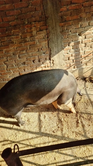 Vând  1buc scroafa  - imagine 2 Vând  1buc scroafa  - imagine 2