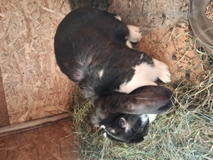 oferta iepuri hycole francez  - imagine 5