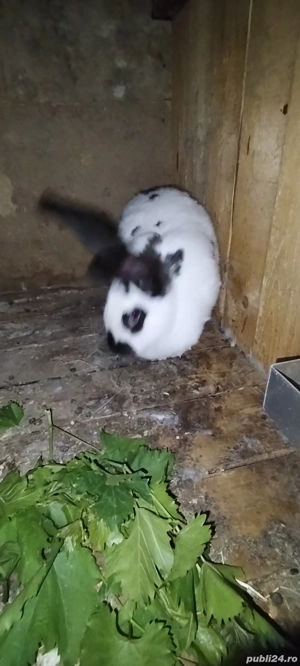 Iepurita de vânzare  - imagine 2