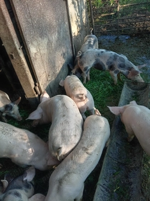 Vând șoldani de 4 luni! - imagine 2 Vând șoldani de 4 luni! - imagine 2