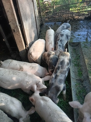 Vând șoldani de 4 luni! - imagine 3 Vând șoldani de 4 luni! - imagine 3