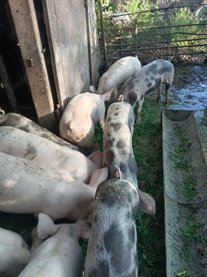 Vând șoldani de 4 luni!