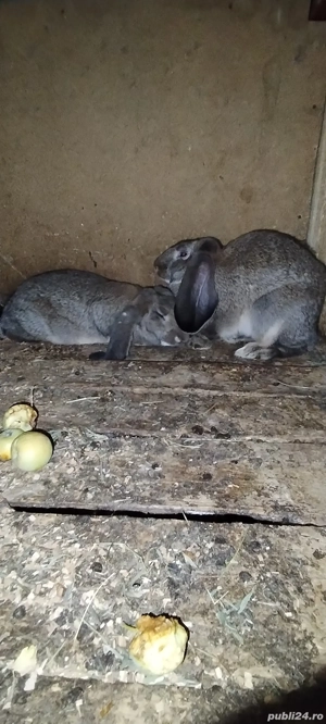 iepurițe de vanzare. Ultimele 2 săptămâni si se sacrifică 