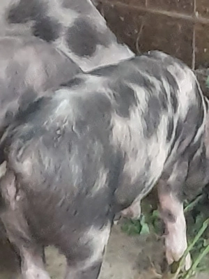 Purcei de vânzare!!! - imagine 3