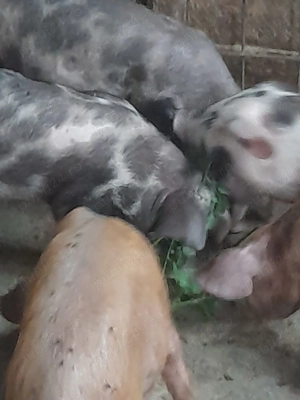 Purcei de vânzare!!! - imagine 4