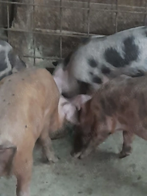Purcei de vânzare!!! - imagine 2