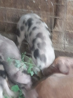 Purcei de vânzare!!!