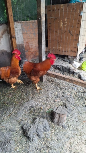 Vând 2 cocoși  - imagine 2