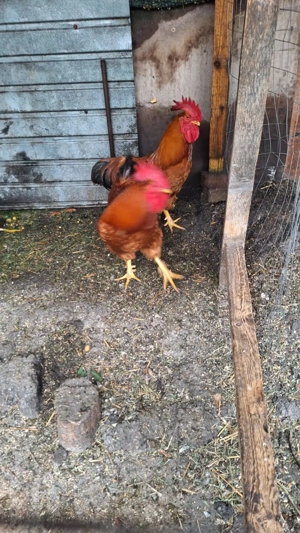 Vând 2 cocoși  - imagine 3