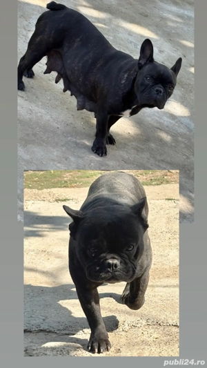 Pui Buldog Francez   aproape 2 luni, vaccinați, deparazitați, cu carnet de sănătate  - imagine 2