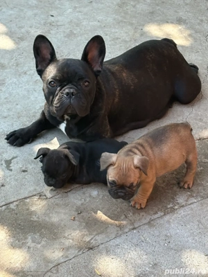 Pui Buldog Francez   aproape 2 luni, vaccinați, deparazitați, cu carnet de sănătate