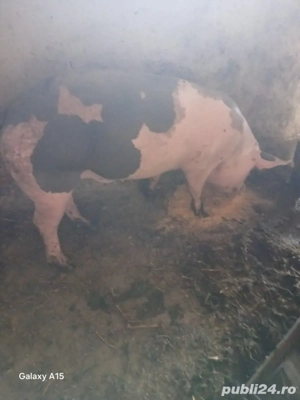 vând  porci de  carne - imagine 2