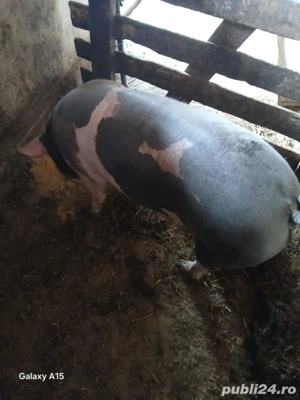 vând  porci de  carne - imagine 3
