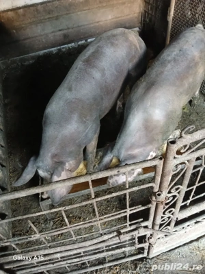 vând  porci de  carne - imagine 4